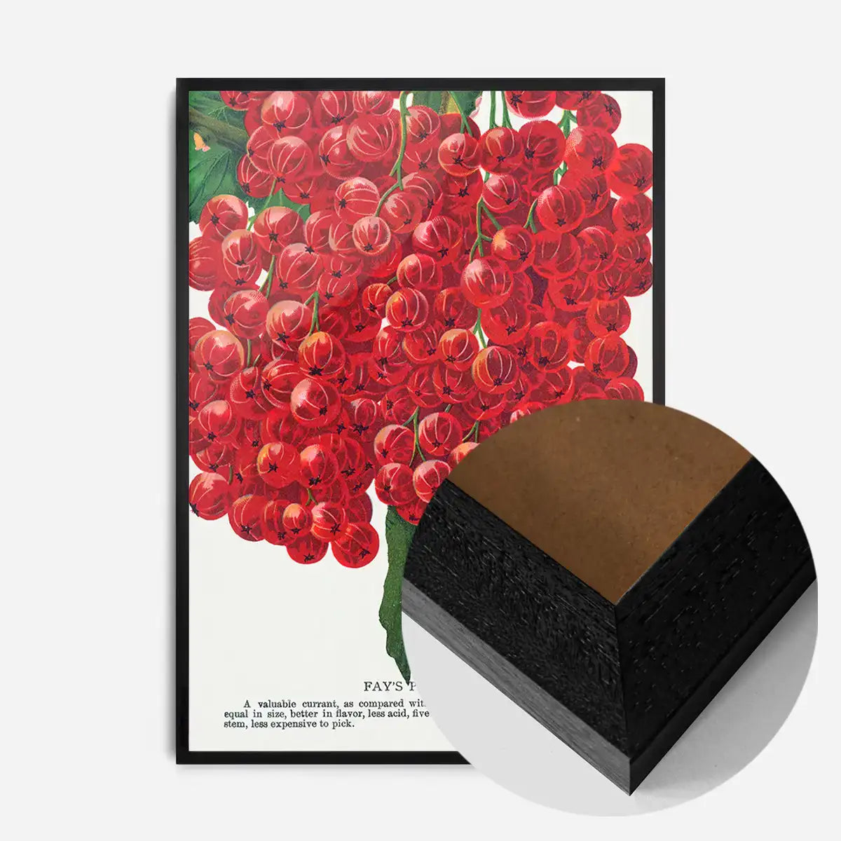 Fay's Prolific Currant Vintage Lithograph Print