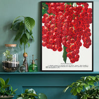 Fay's Prolific Currant Vintage Lithograph Print
