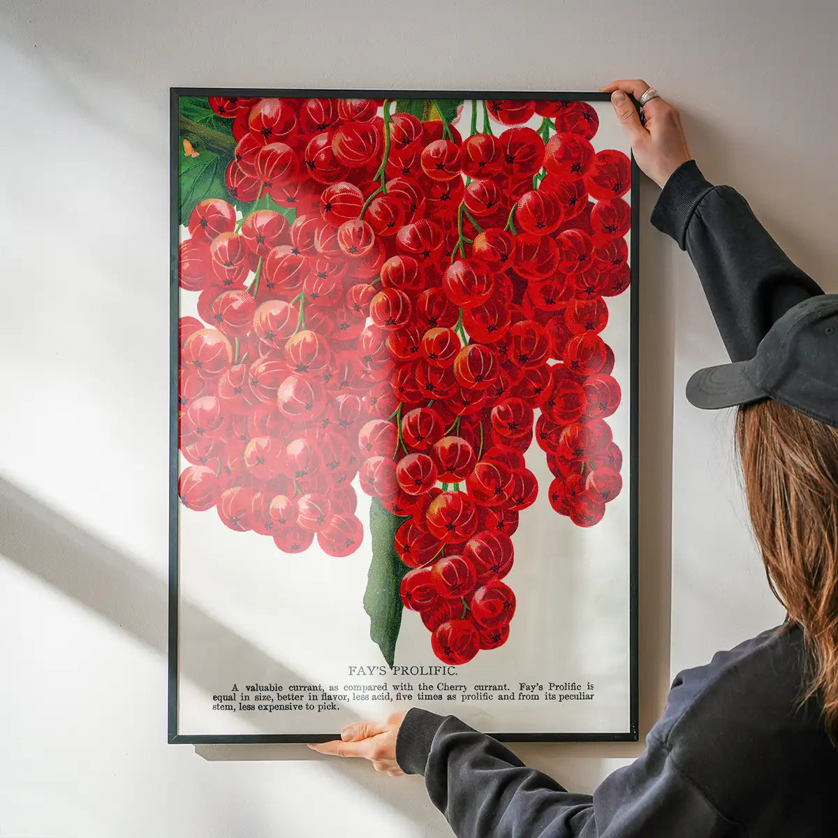 Fay's Prolific Currant Vintage Lithograph Print