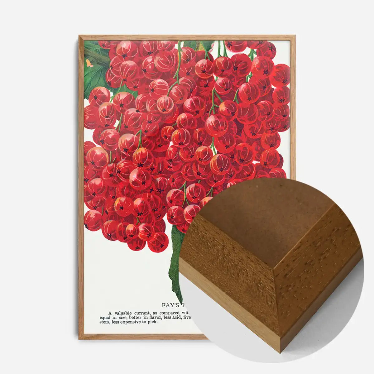 Fay's Prolific Currant Vintage Lithograph Print