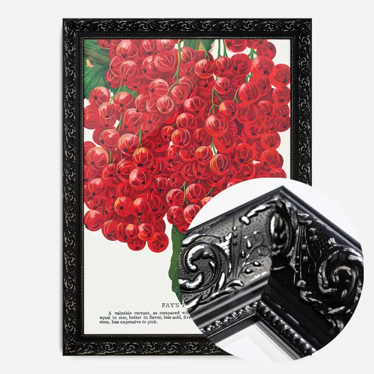 Fay's Prolific Currant Vintage Lithograph Print
