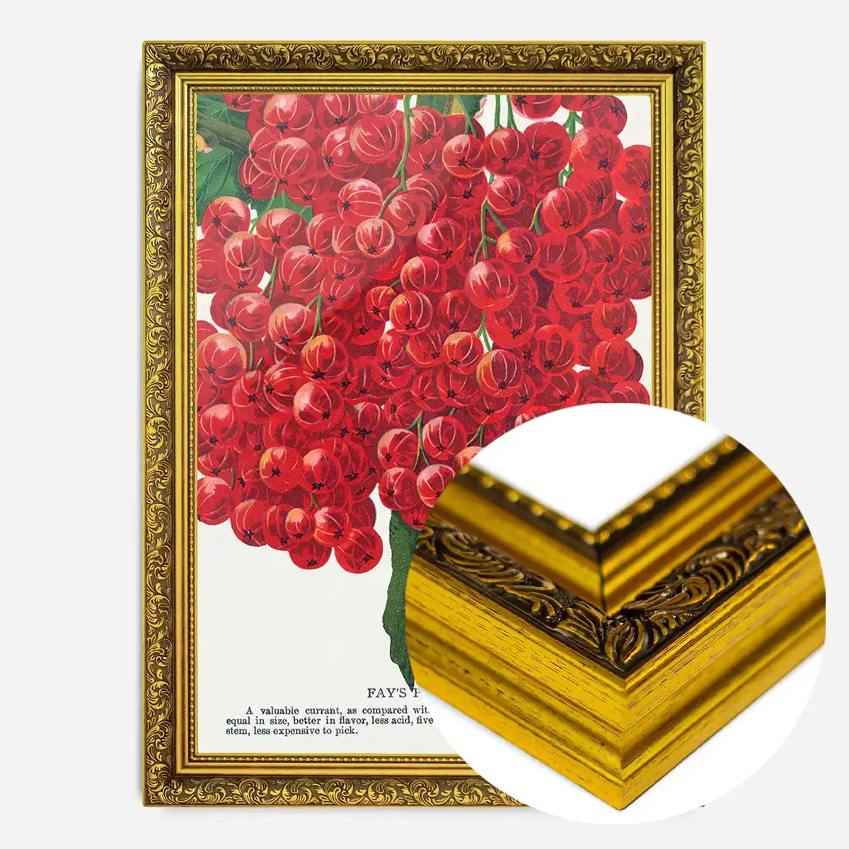 Fay's Prolific Currant Vintage Lithograph Print