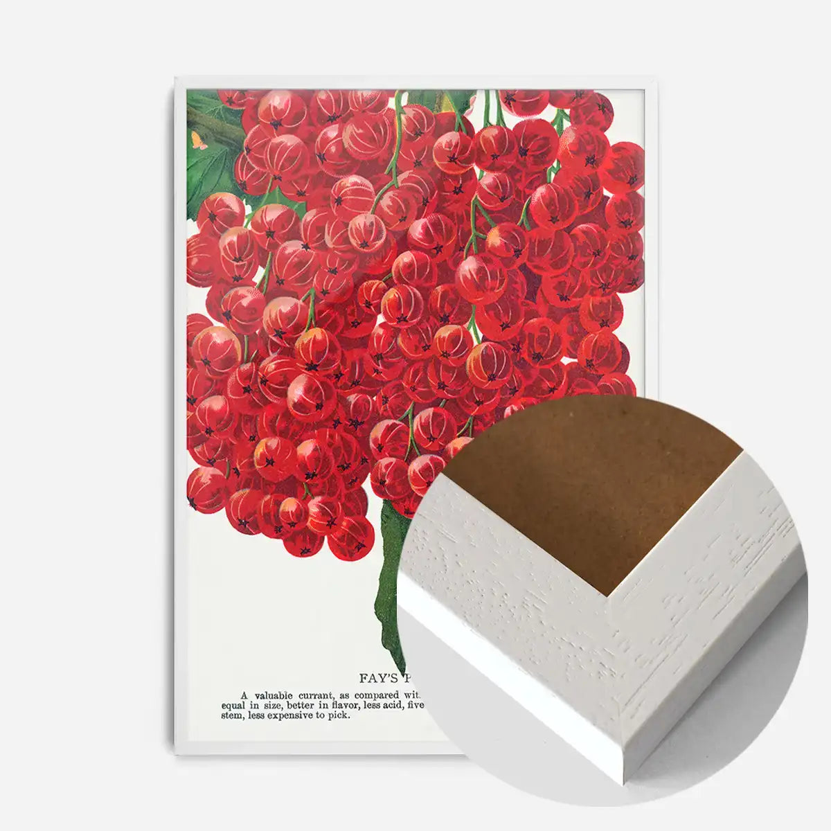 Fay's Prolific Currant Vintage Lithograph Print