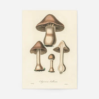 Vintage Mushrooms Print - Agaricus Bulbosus