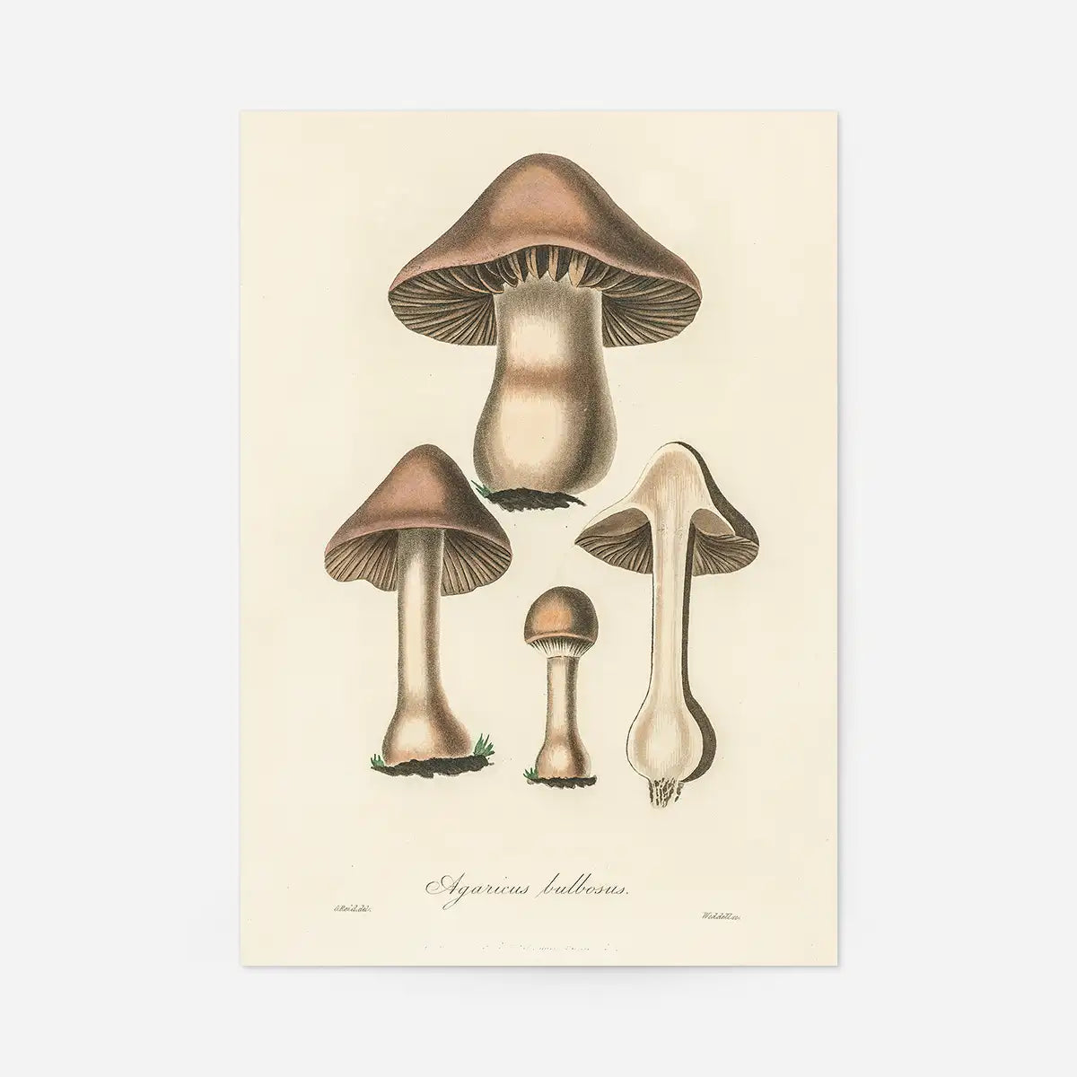 Vintage Mushrooms Print - Agaricus Bulbosus