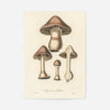 Vintage Mushrooms Print - Agaricus Bulbosus