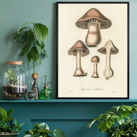 Vintage Mushrooms Print - Agaricus Bulbosus