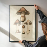 Vintage Mushrooms Print - Agaricus Bulbosus