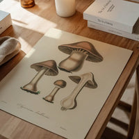 Vintage Mushrooms Print - Agaricus Bulbosus
