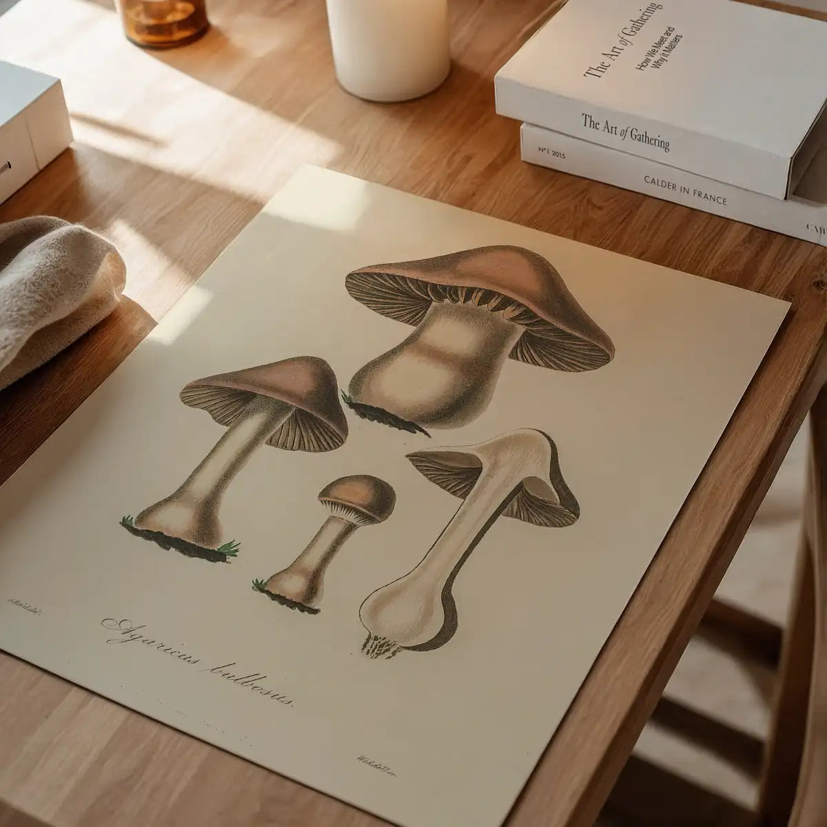 Vintage Mushrooms Print - Agaricus Bulbosus