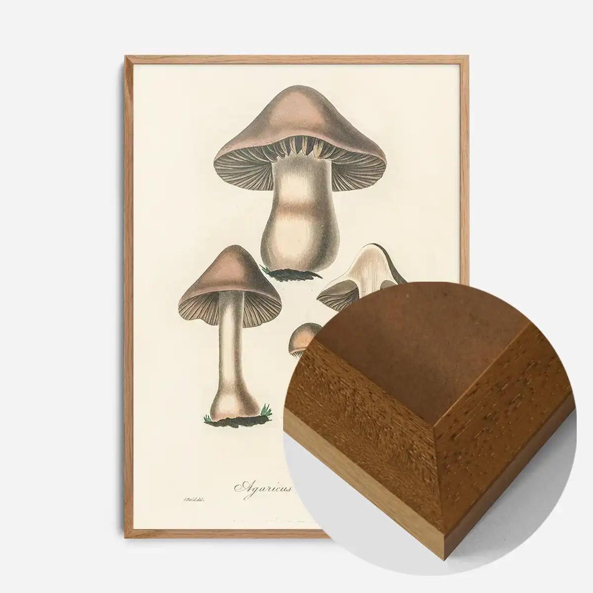 Vintage Mushrooms Print - Agaricus Bulbosus