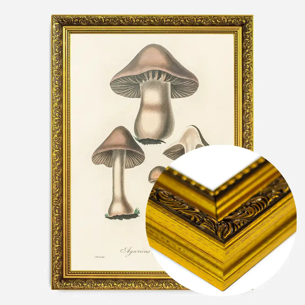 Vintage Mushrooms Print - Agaricus Bulbosus