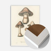 Vintage Mushrooms Print - Agaricus Bulbosus