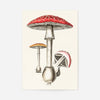 Vintage Red Mushrooms Illustration