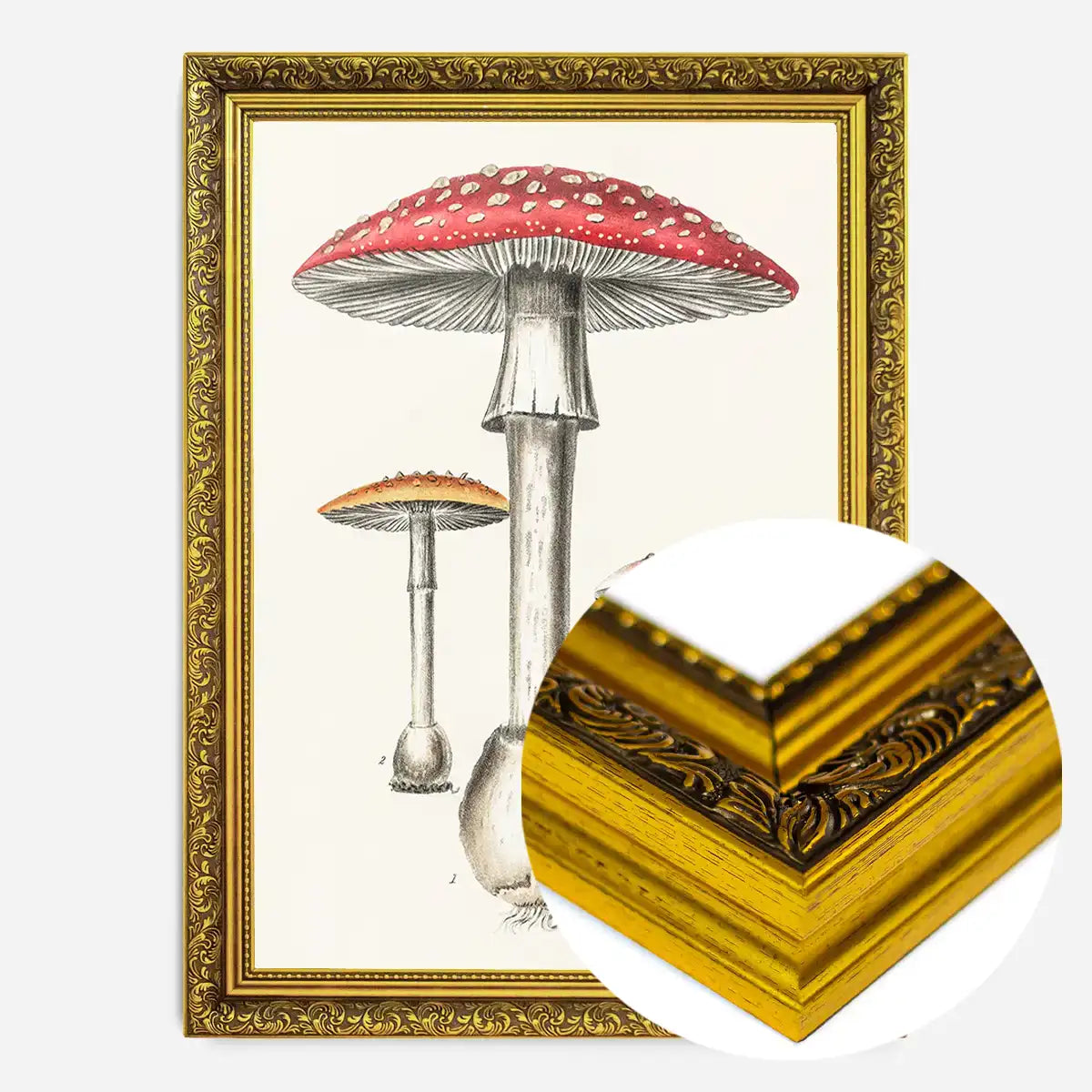 Vintage Red Mushrooms Illustration