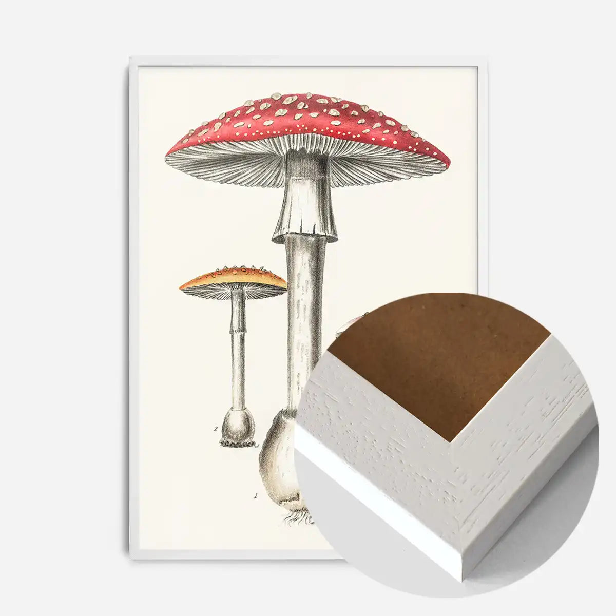 Vintage Red Mushrooms Illustration