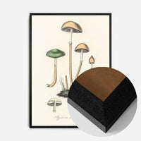 Vintage Mushrooms Print - Agaricus Semiglobatus