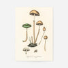Vintage Mushrooms Print - Agaricus Semiglobatus