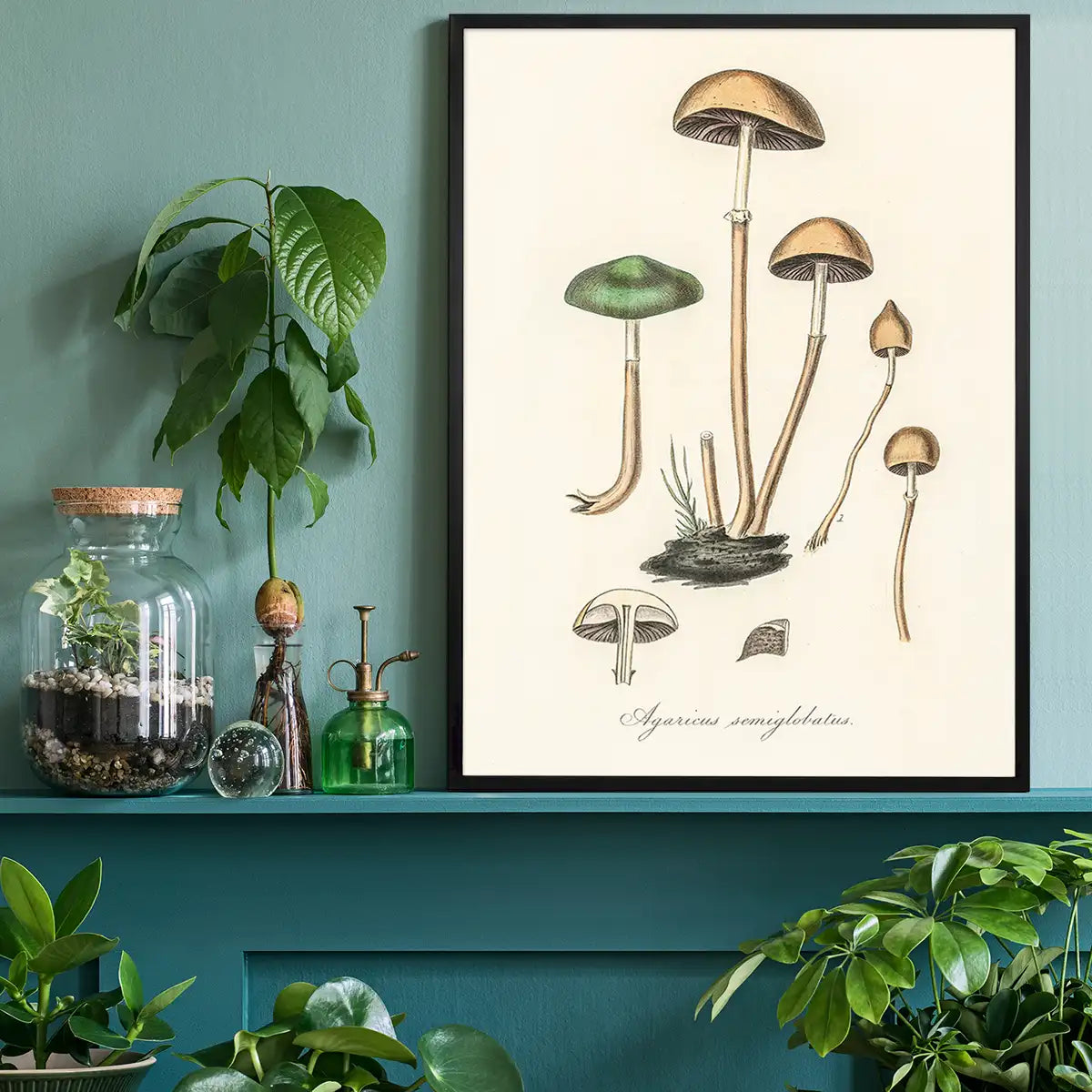 Vintage Mushrooms Print - Agaricus Semiglobatus