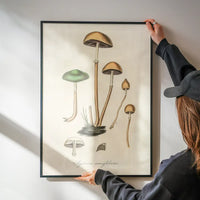 Vintage Mushrooms Print - Agaricus Semiglobatus