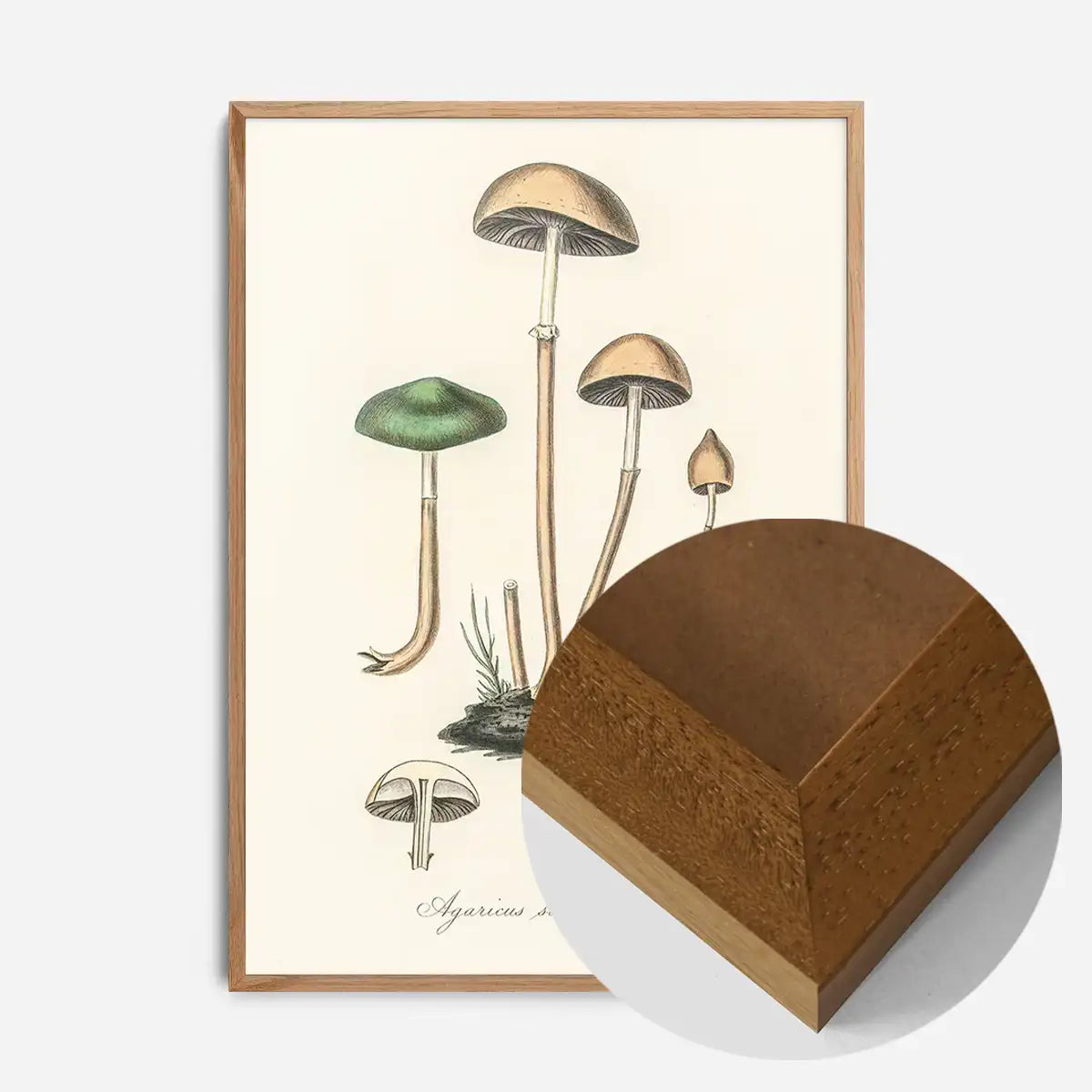 Vintage Mushrooms Print - Agaricus Semiglobatus