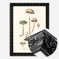 Vintage Mushrooms Print - Agaricus Semiglobatus