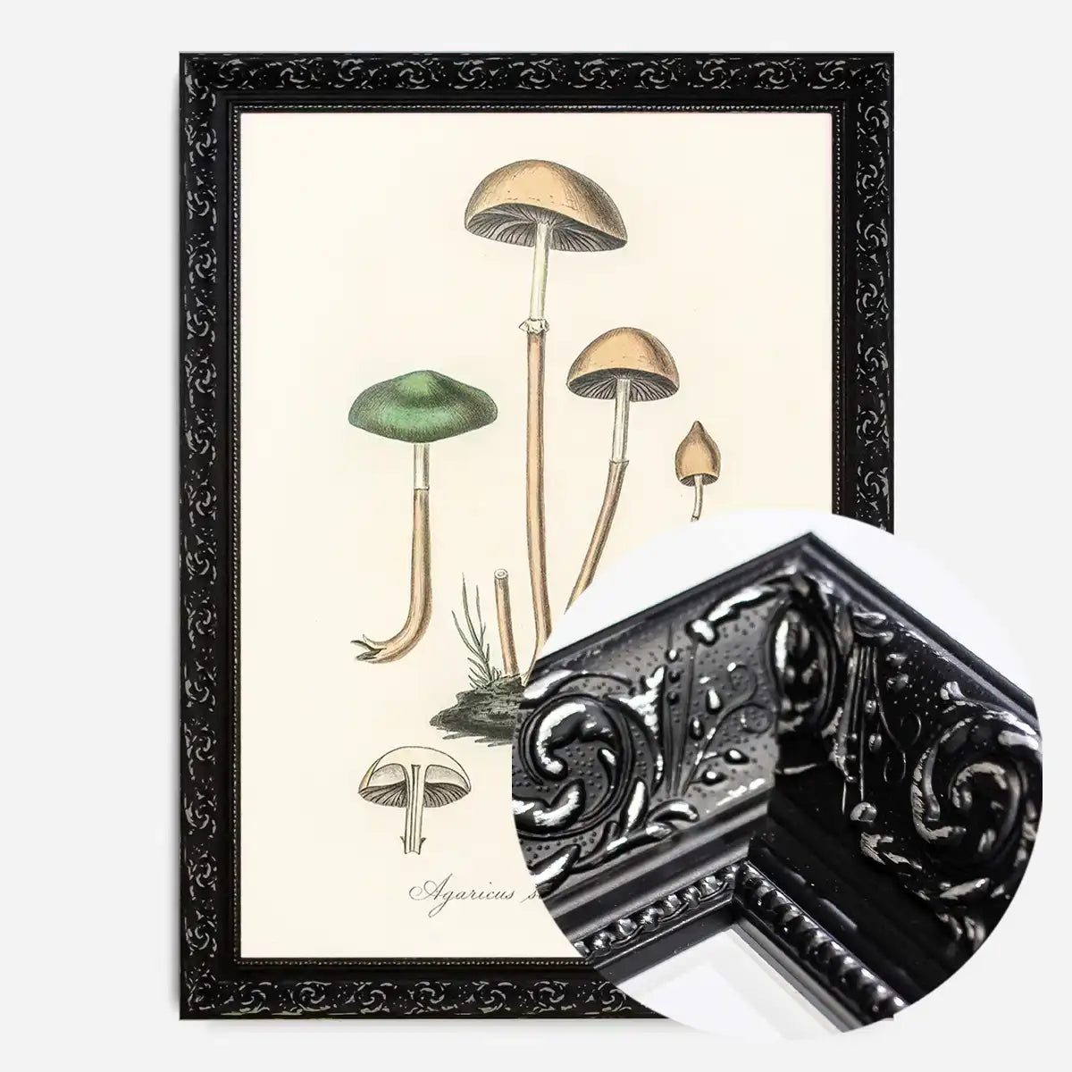 Vintage Mushrooms Print - Agaricus Semiglobatus