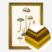 Vintage Mushrooms Print - Agaricus Semiglobatus