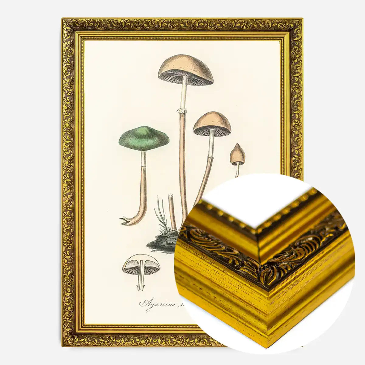 Vintage Mushrooms Print - Agaricus Semiglobatus