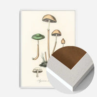 Vintage Mushrooms Print - Agaricus Semiglobatus