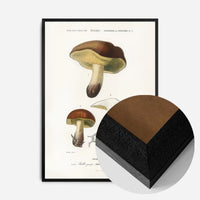 Vintage Champignons Botanique Print