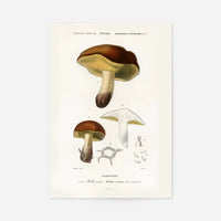 Vintage Champignons Botanique Print