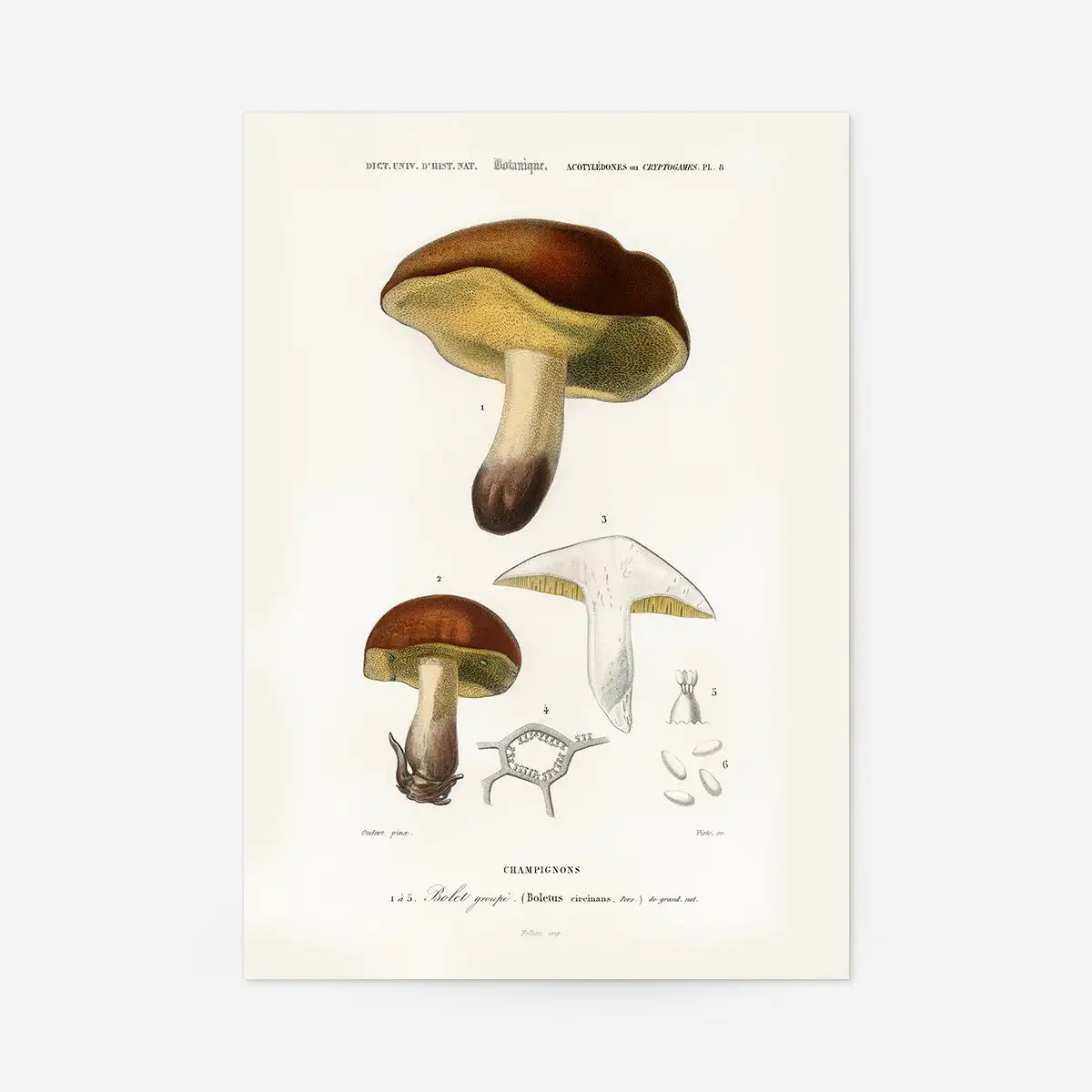 Vintage Champignons Botanique Print