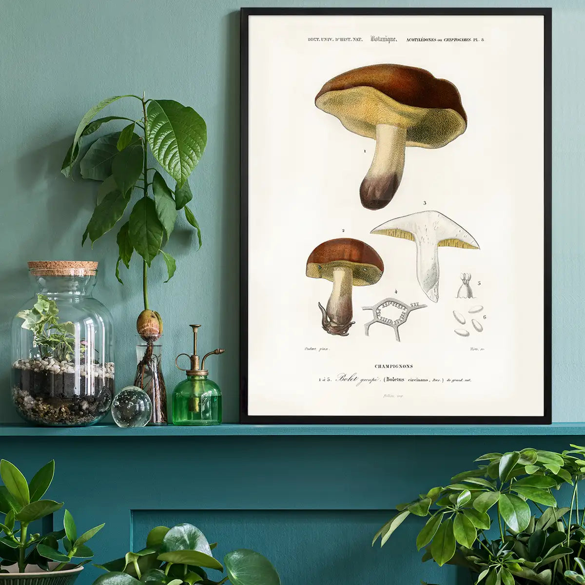 Vintage Champignons Botanique Print