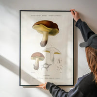Vintage Champignons Botanique Print
