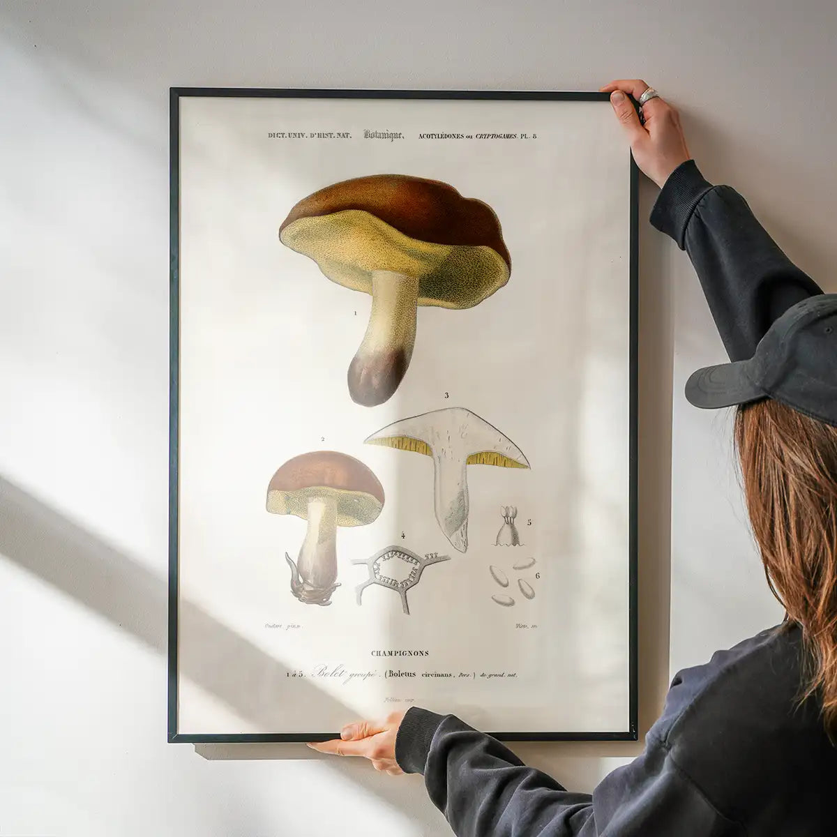 Vintage Champignons Botanique Print