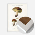 White Wood Frame
