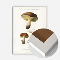 Vintage Champignons Botanique Print