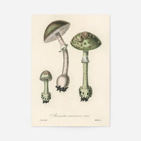 Vintage Mushrooms Green Print - Amanita Muscaria Prar