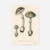 Vintage Mushrooms Green Print - Amanita Muscaria Prar