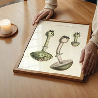 Vintage Mushrooms Green Print - Amanita Muscaria Prar
