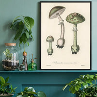 Vintage Mushrooms Green Print - Amanita Muscaria Prar