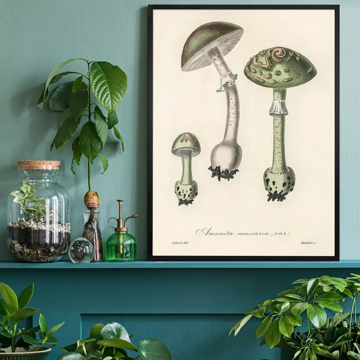 Vintage Mushrooms Green Print - Amanita Muscaria Prar