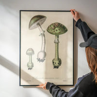 Vintage Mushrooms Green Print - Amanita Muscaria Prar