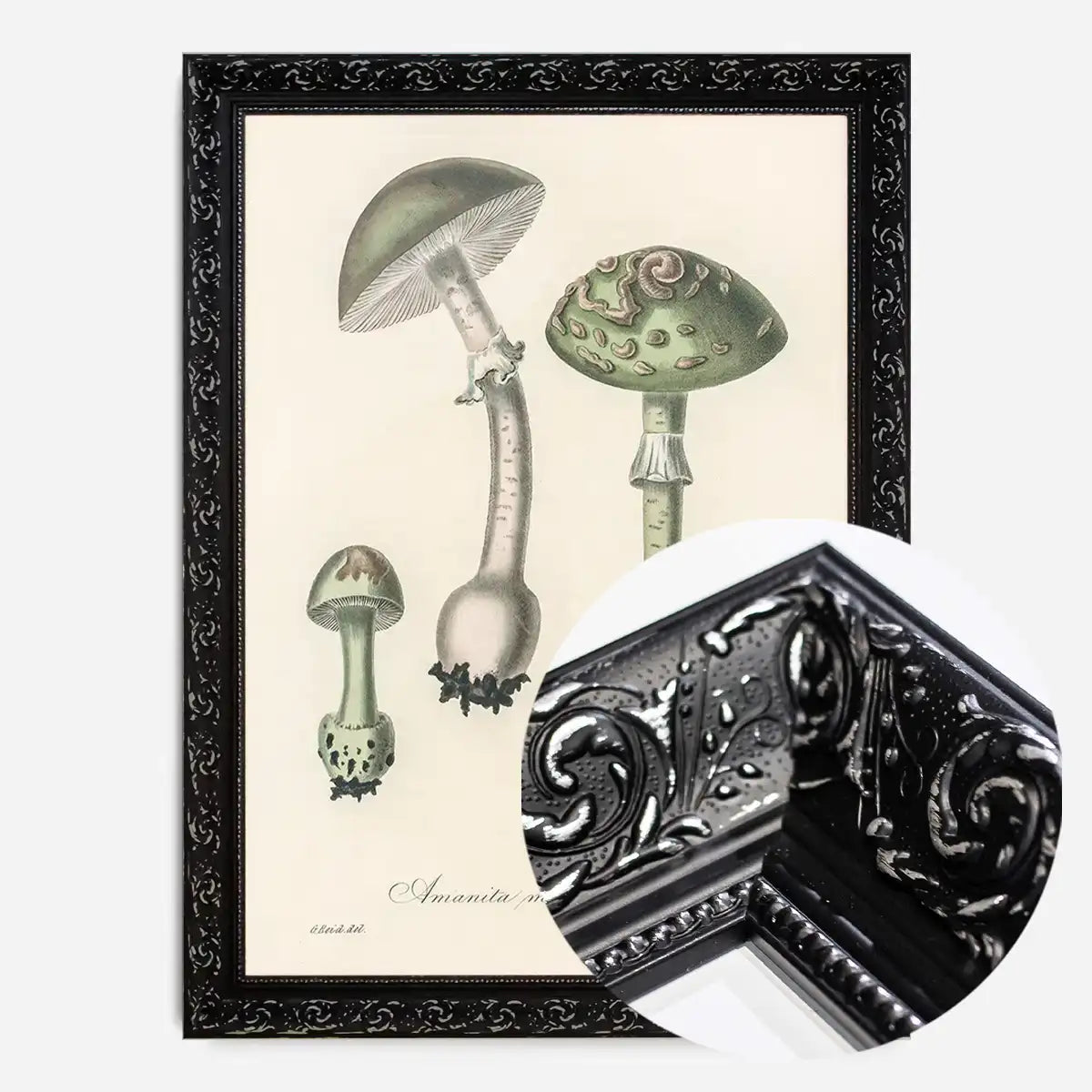 Vintage Mushrooms Green Print - Amanita Muscaria Prar