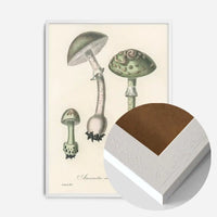 Vintage Mushrooms Green Print - Amanita Muscaria Prar