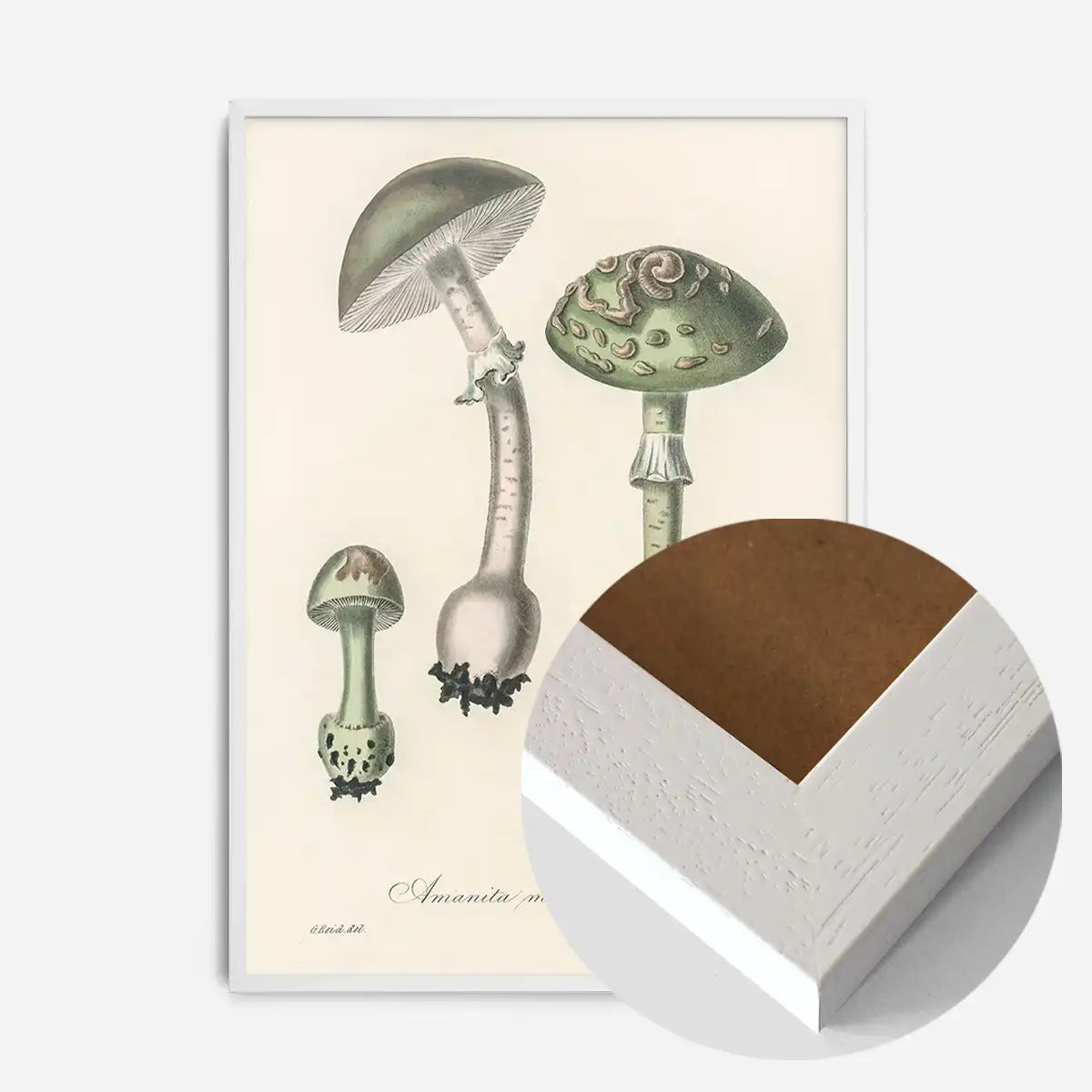 Vintage Mushrooms Green Print - Amanita Muscaria Prar
