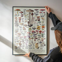 Vintage Mushrooms Chart Poster 1