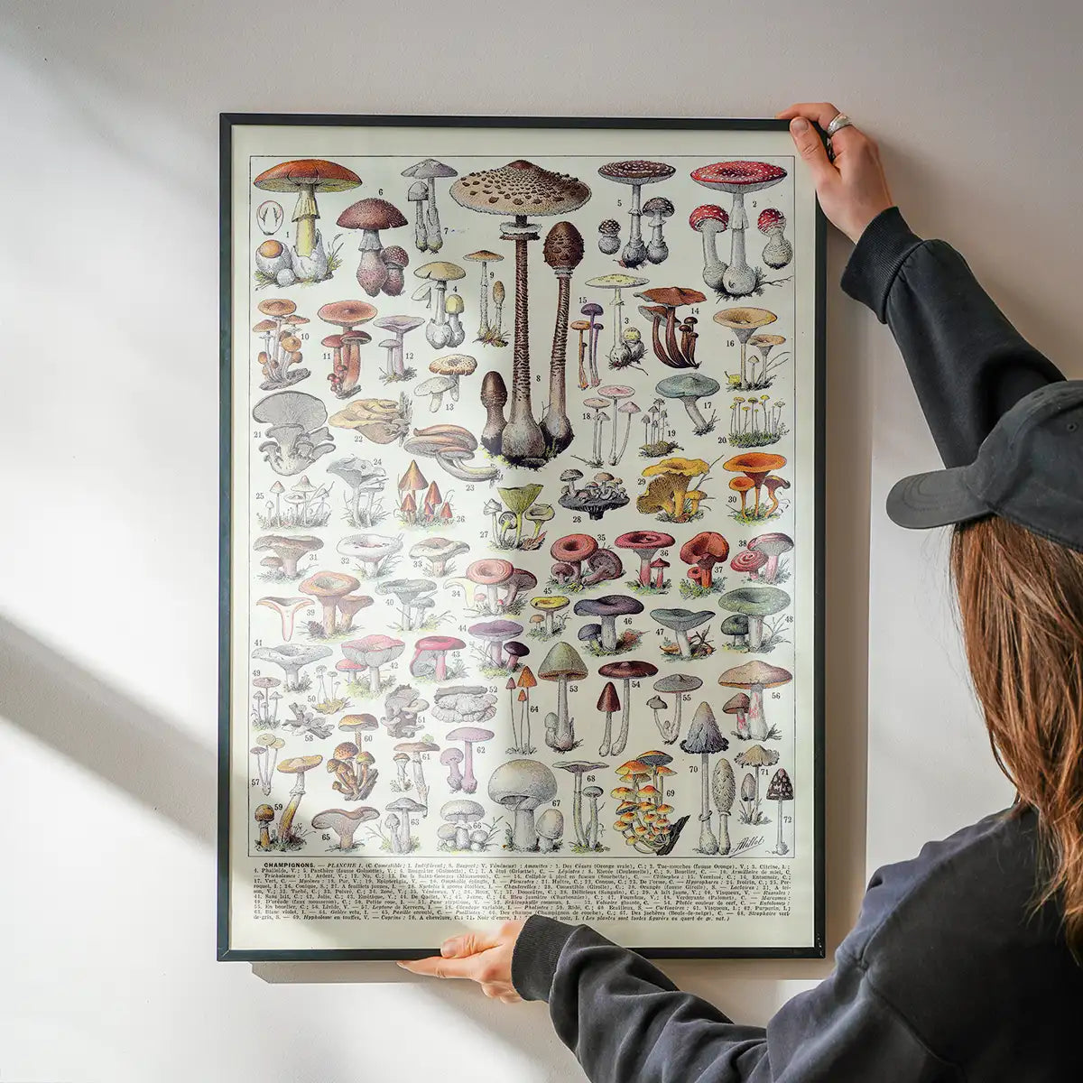 Vintage Mushrooms Chart Poster 1