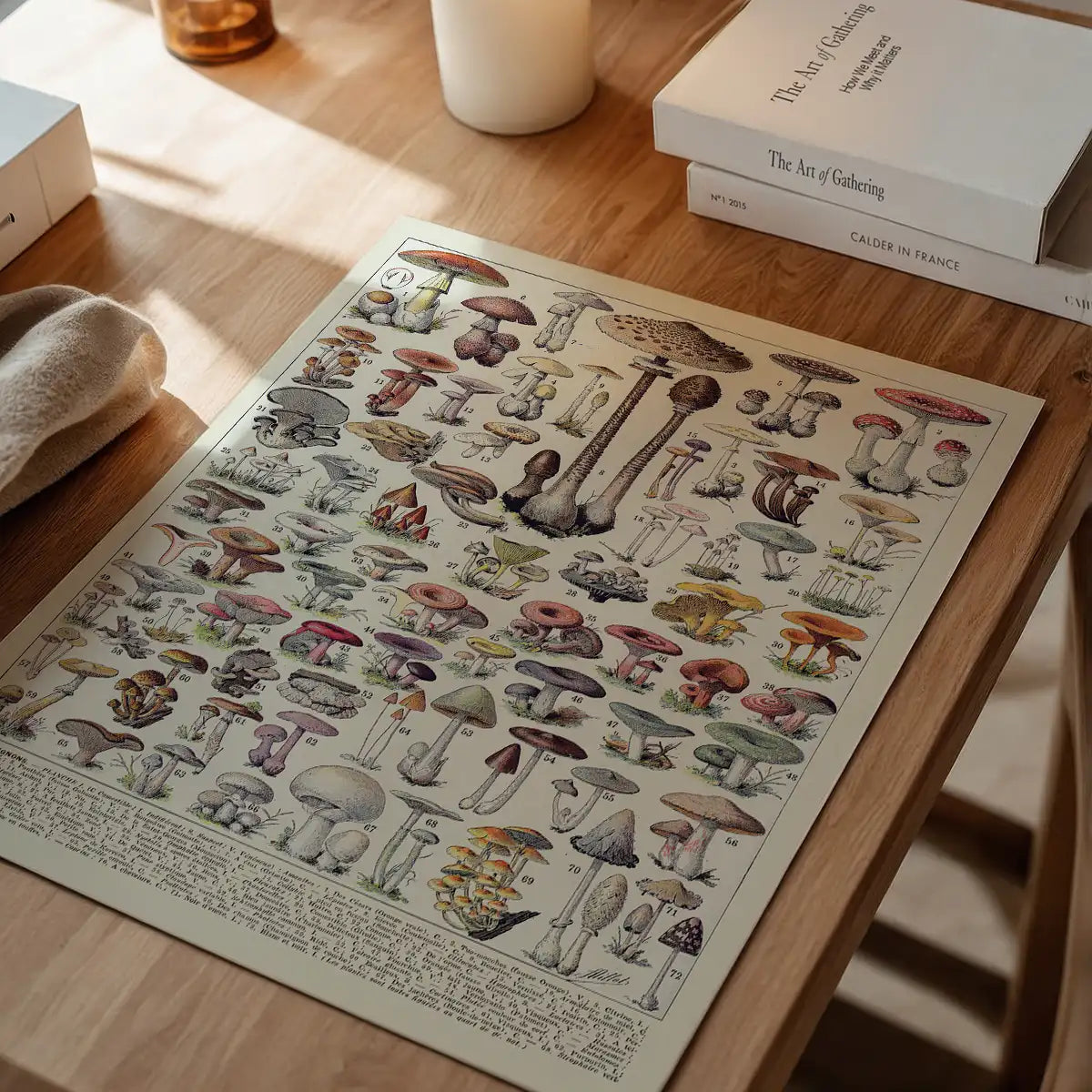 Vintage Mushrooms Chart Poster 1